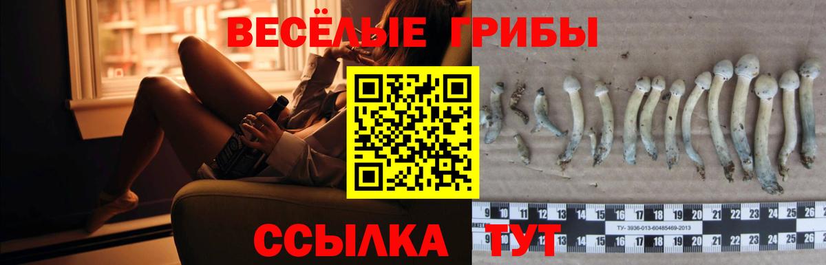 Псилоцибиновые грибы GOLDEN TEACHER  Вход с VPN  Реж 